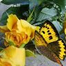 Yellow Rose, Yellow Butterfly