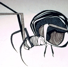 Spider Drawing - Karen's CVS Art Portfolio