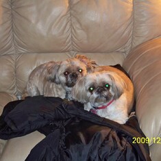Her very special puppies.  Elmo and Jorgie. She loved them boys so so so much!!!!
