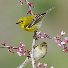 pine-warbler-male-and-female-by-alan-murphy-spring-birds-adorable-animals-birds-butterflies-bird-warblers-birds-warblers-birds-photos-pine-warblers-beaut