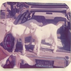 Katie's California goats