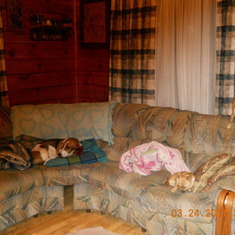 A few of Kaylee Grace's favorite friends. Molly(center), Chloe(top) and Rosebud(on the pillow). We will always remember the happy days Kaylee Grace spend with her faithful companions.
