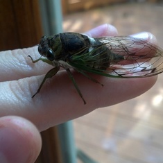 She saved this little guy from the fly swatter.