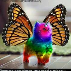 rainbowbutterflyunicornkitten