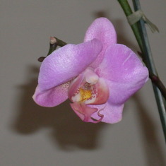 Kelly;s Orchid. Third time its bloomed. One single flower, this is the sign I've been looking for.