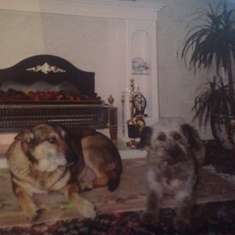 Dad loyal dogs Sheba and Benji