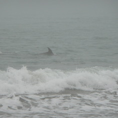 A group of dolphins showed us where to sprinkle the ashes