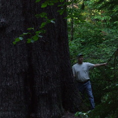 Kenton planning out what direction he would fall it... if he could. Tallest Sugar Pine, Umpqua N.F. June 2008.