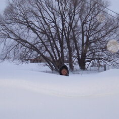 The drift kept getting deeper over the days,  KW is standing behind it with is head peeking out. Feb 2, 2008