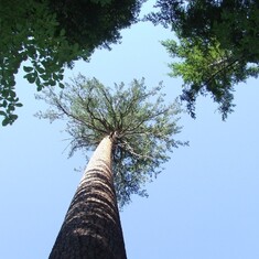 Tallest Sugar Pine.  Umpqua N.F June 2008