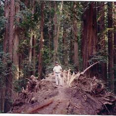 Kenton standing on the Dyerville Giant that fell March 24, 1991 in Founder's Grove, Humboldt Redwoods State Park.  We just happened to be over there a day or two later..