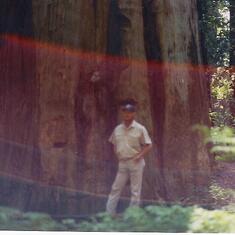 Kenton standing by a pumpkin of a redwood.   Avenue of the Giants, Humbodlt Co., CA 1991