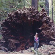 Heidi standing at the rootwad of the Dyerville Giant Mar. 1991