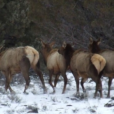Fandango elk. Kenton enjoyed driving up to Fandango Pass to watch the elk every winter. Modoc Co, CA  2006