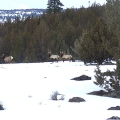 Kenton referred to these 2 young bull elk as "The Twins"  Fandango Pass, Modoc Co, CA Feb. 2008