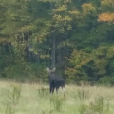 The picture of the moose we saw Sept 30  2016 on our trip north to Canadian border 