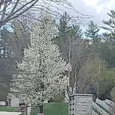 Spring trees flowering. Even pretty on gloomy days 