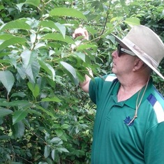 Kevin picking cherries, July 2013