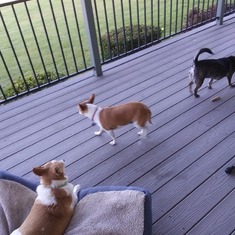 Three dog's that I pet sit.  Buddy...Mya...and Heidi and Rec and the cat Pebbles.