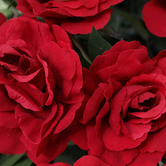 _2149122. Roses for Kyoko