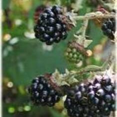 Blackberries (Used to pick them with Mom)