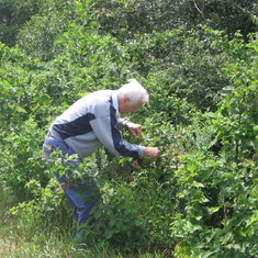 Picking blackberries 2010