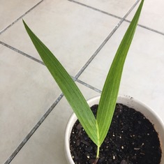 This is a Christmas Tree Palm I started from seed. It's going to be planted in my yard for Uncle Lance 