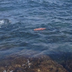 Lei floating away. Ocean got really rough, lots of waves but lei floated away peacefully. 6/12