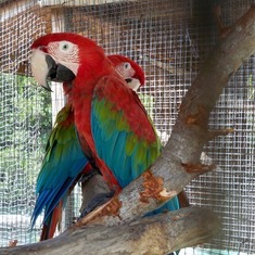 Parrots from 2011 cruise