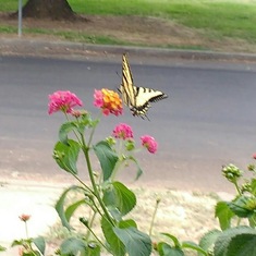A butterfly like this visited last evening. We hope it was sent by you to say hello.  Love you.