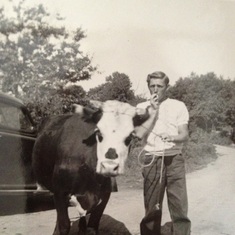 Dad and a cow