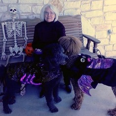 Martha, Atlas and Zorro decked out for Halloween.