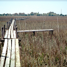 Teal's Boardwalk in Spartina marsh at the south end of Sapelo Island, March 1982