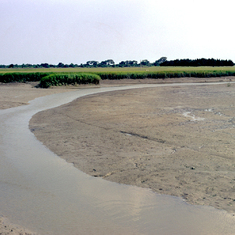 Mudflat at low tide in Barn Creek behind the Marine Institute summer 1974. Pomeroy described challenges studying benthic algal production on these mudflats.