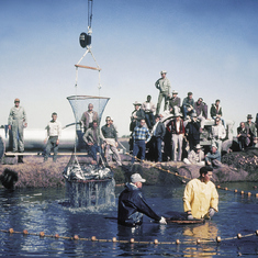 Lawrence far right in water (KF Live Catfish Mechanized Harvesting Demo)1968