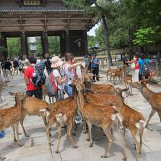 Attack of Nara deers (July 2013)