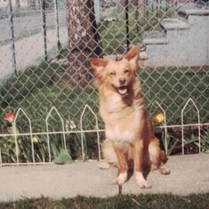 The family dog "Boots" - When Leonard first brought Boots home he hid underneath the front seat of the car.