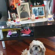 My small tribute of our Day & brothe Len for this years Anzac Day 2023.
Gemma my dog decided to sit up just as l took the photo.