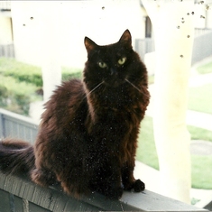 This was his cat "Magic" who passed away a few years ago.