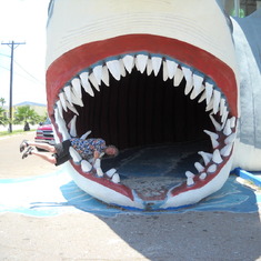 In the sharks mouth