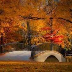 Elm Park in the Fall