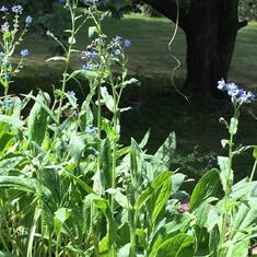 Kathy Spruill Dudley's forget-me-not garden (August 9, 2015)