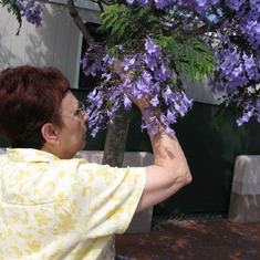 In Santa Barbara, CA 2008 smelling the Jacaranda tree flowers