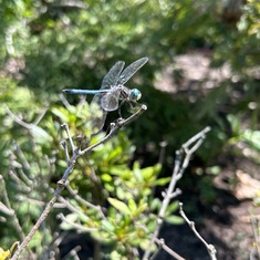 Dragonfly at her Celebration of Life 
