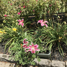 Star ⭐️ gazer lily 