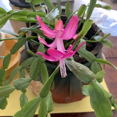 Lisa loved indoor plants-orchids were one of her favorites along with this Christmas cactus