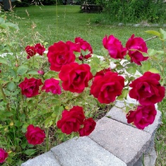 Her Rose's are still doing so well.