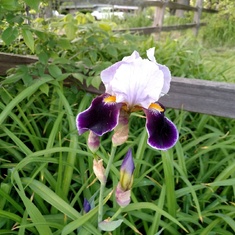 Something she planted by the split rail fence.