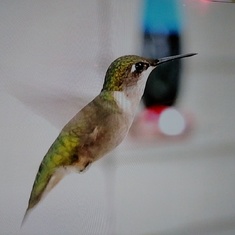 Lisa just loved the Humming Birds. They would always  bring a big smile with excitement whenever she spotted one.