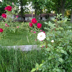 Her Rose Garden flourishes.